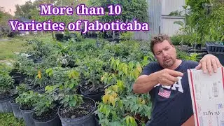 OUR JABOTICABA VARIETIES | ANG DAMI NA PALA