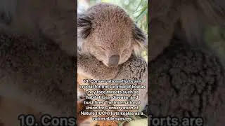 10 fun facts about koalas