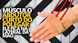 MÚSCULO DA MÃO ABDUTOR CURTO DO POLEGAR