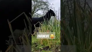 🚫 Naughty LAMBS!! 🚫 