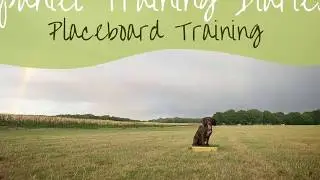 Gundog Training - Introduction to the placeboard