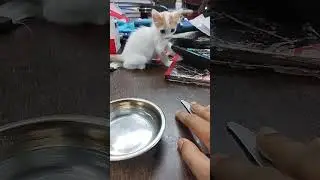 Rescued Kitty Drinking Saline Water #reels #viral #cat #catsofinstagram #catstagram #catsfacebook