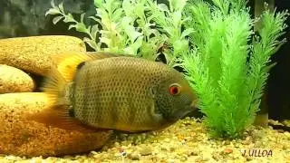 Severum