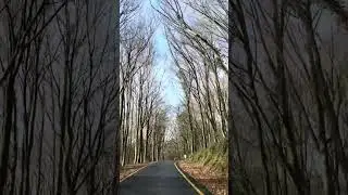 Belgrad Ormanı
