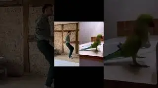 Amazing dance duet with parrot @Darwinsbirdism 🦜