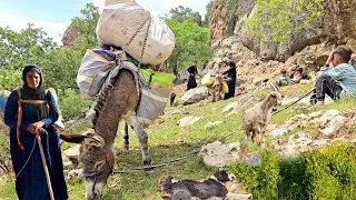 Iranian Nomadic Life: Hard Migration of a Nomad Family Through the Green Zagros Mountains 🌿🏔️🔥