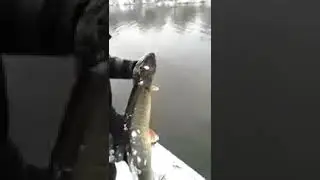 Прикол Отпустил огромную щуку   идиот