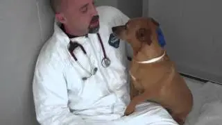 Importance of Microchipping Your Pet