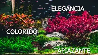 Así debes elegir tus plantas de Acuario (Combinaciones)