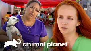 Extraindo massa mamária desta cachorrinha | Veterinário das montanhas | Animal Planet Brasil