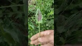 KUZUKULAĞI OTU (Rumex acetosa L.) / Yenen Yabani Otlar #nature