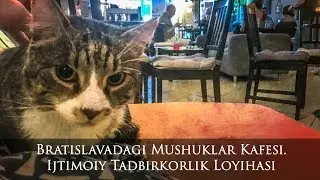 Bratislavadagi Mushuklar Kafesi. Ijtimoiy Tadbirkorlik Loyihasi.