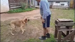 2024 8 16 Тульский пряник Вулкану
