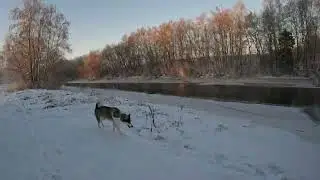 walk with dog