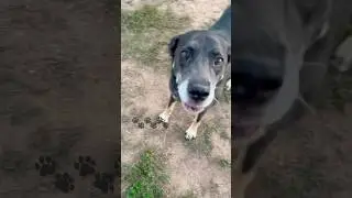 Husky mini is scared of this dog?