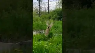 Увидеть и снять фазана до того как это сделал он и тем более охотник