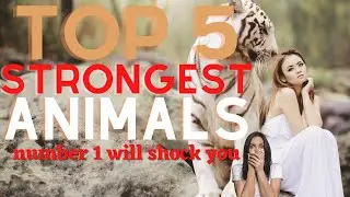 Top 5 Strongest Animals -Based on their body weight