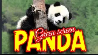 Green screen