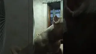 Булли моет хозяина #shorts #americanbully #bully #американскийбулли #собака #dog #shortsdog