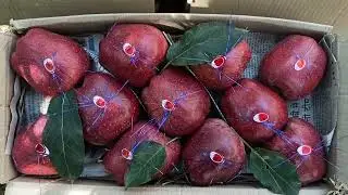 Apple Packing || Selfshot || Summer Season ||