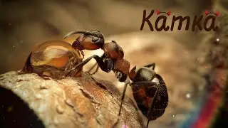 Чӗрчунсен тӗнчи: Кӑткӑсем ҫинчен