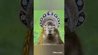 Коллекция капибар #7(эпические)