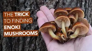 The Trick To Finding Edible Enoki Mushrooms