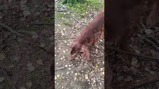 Лес. Как много в этом слове для сердца сеттера слилось.
