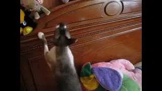 Кот Гай говорит с солнечным зайчиком.