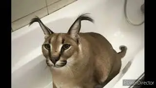 scp шлёпа