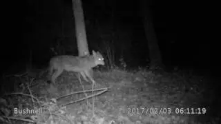 Yote #2 checks out pile