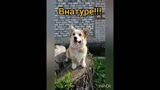 Ванесса лучшая