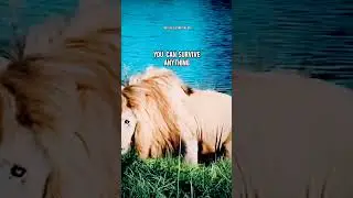 LION STRONG MINDSET🔥|ft.LION #lionattitudestatus #lion #lionquotes