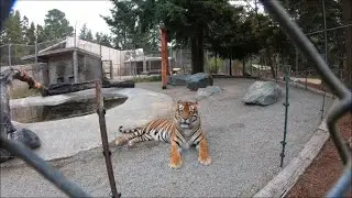 НЕ ДРАЗНИ ТИГРИЦУ. ЗООПАРК. OREGON, BANDON ZOO. ОРЕГОН. West Coast Game Park Safari.