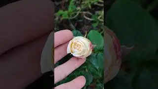 Роза - трудяжка# ГЛОРИЯ ДЕЙ# Третья волна цветения#
