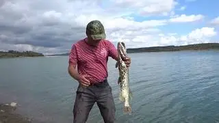 Щука в сентябре с берега.2018г.