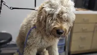 Very Matted Goldendoodle PART 2 | 1HR matt removal