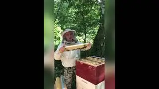 Мед-Горная липа!