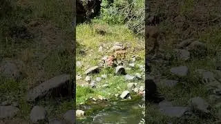 WildLife Photography | WildGoat Cubs