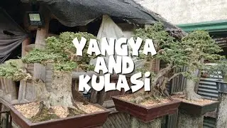 YANGYA AND KULASI #185- Trained and prepared for 2026 competition