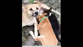How nicely milking to cute Puppies by mother