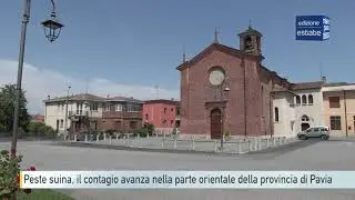 Peste suina, il contagio avanza nella zona orientale della provincia di Pavia