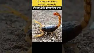 जीव जंतुओं के बारे में रोचक तथ्य |10 Amazing Facts About Animals |#shorts #ytshorts#A2Z Facts videos