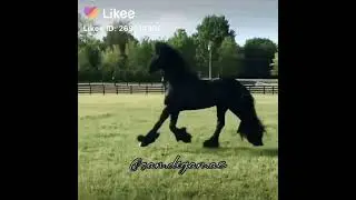 Черный принц