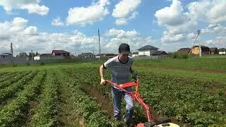 опашка картошки мотоблоком