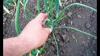 СТРЕЛКИ У ЛУКА когда и зачем выламывать