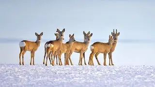 Нашествие косуль в Омской области | Нашел несколько сотен косуль в угодьях