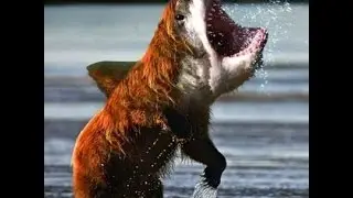Montagens divertidas fotos de animais 2.