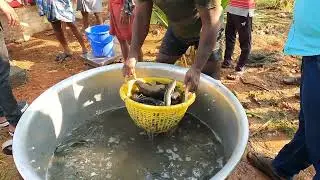 SNAKE HEAD FISHING|| ഇങ്ങനെ ഒരു മീൻ പിടുത്തം Fish harvesting || #fishing