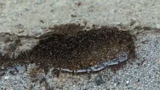 Killing ants with Borax